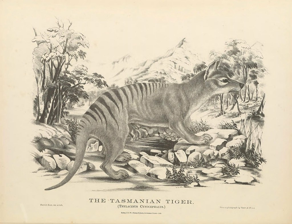 Vintage sketch of a tasmanian tiger in the wild.